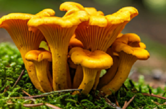 The health wonders of Mushrooms, are they good for you?