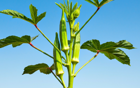 What are the 5 benefits of okra ?