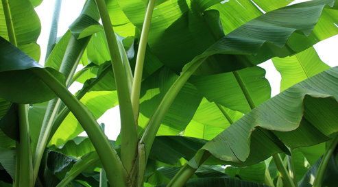 banana tree