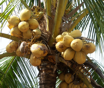 cocunut-tree