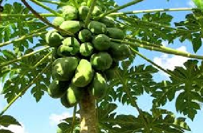 papaya-tree