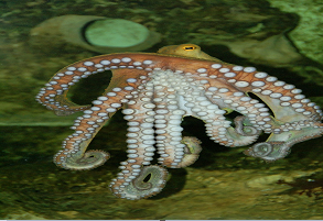 octopus