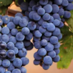 The health benefits of Eating grapes for your body