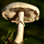 The health wonders of Mushrooms, are they good for you?