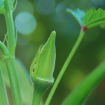 What are the 5 benefits of okra ?